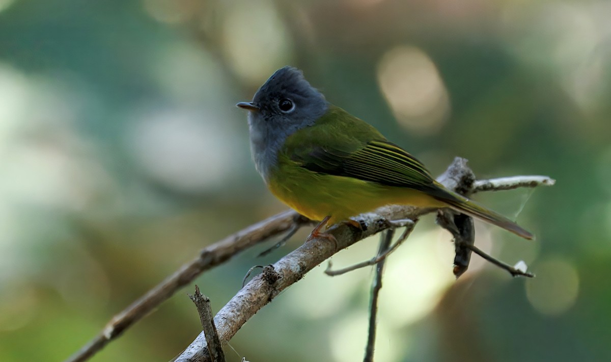 Gray-headed Canary-Flycatcher - ML649489816