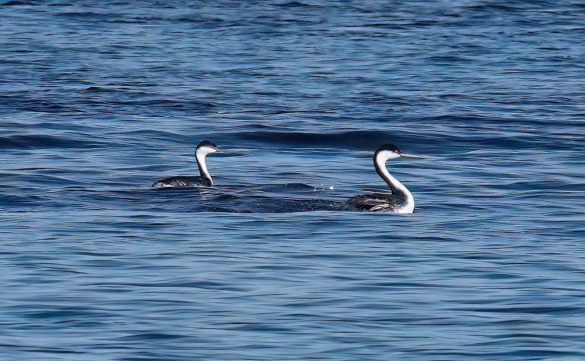 Western Grebe - ML649489818
