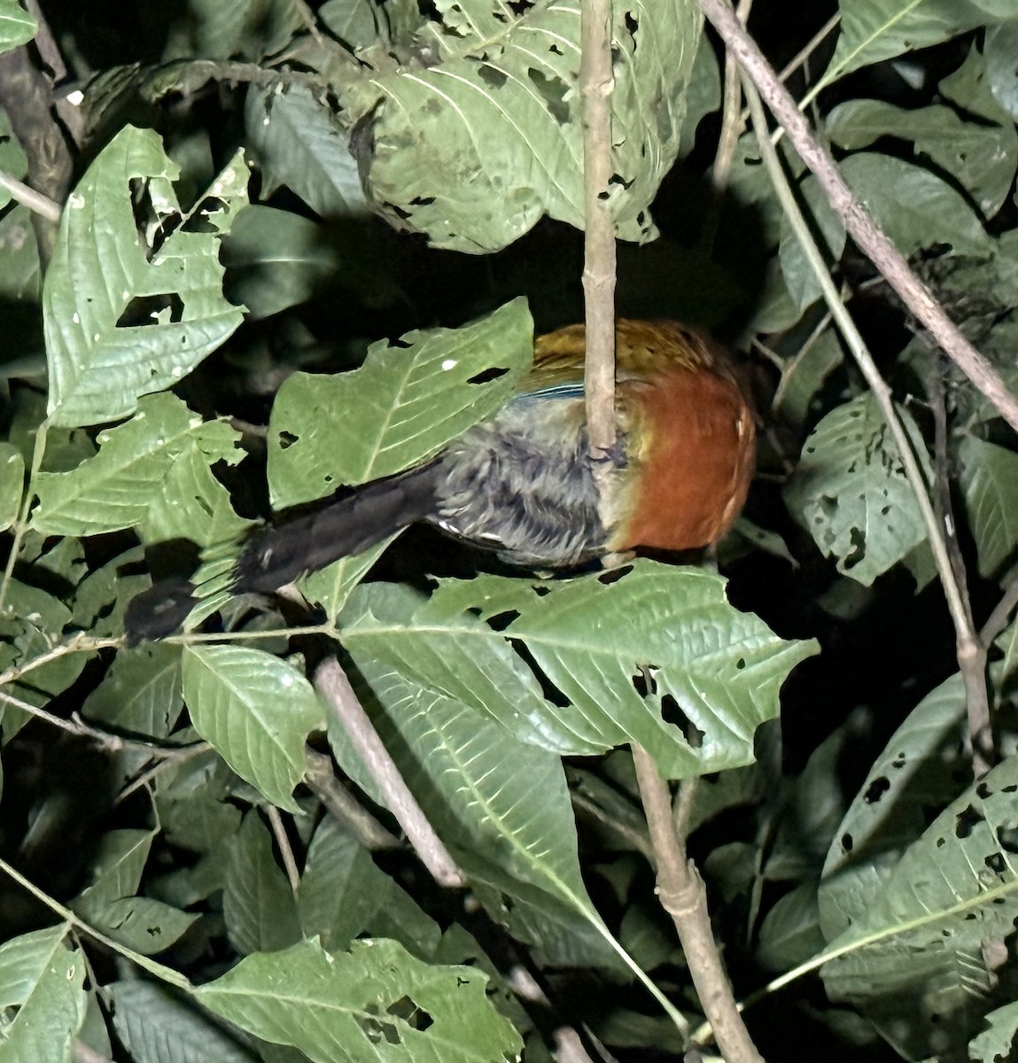 Kızıl Motmot - ML649489937