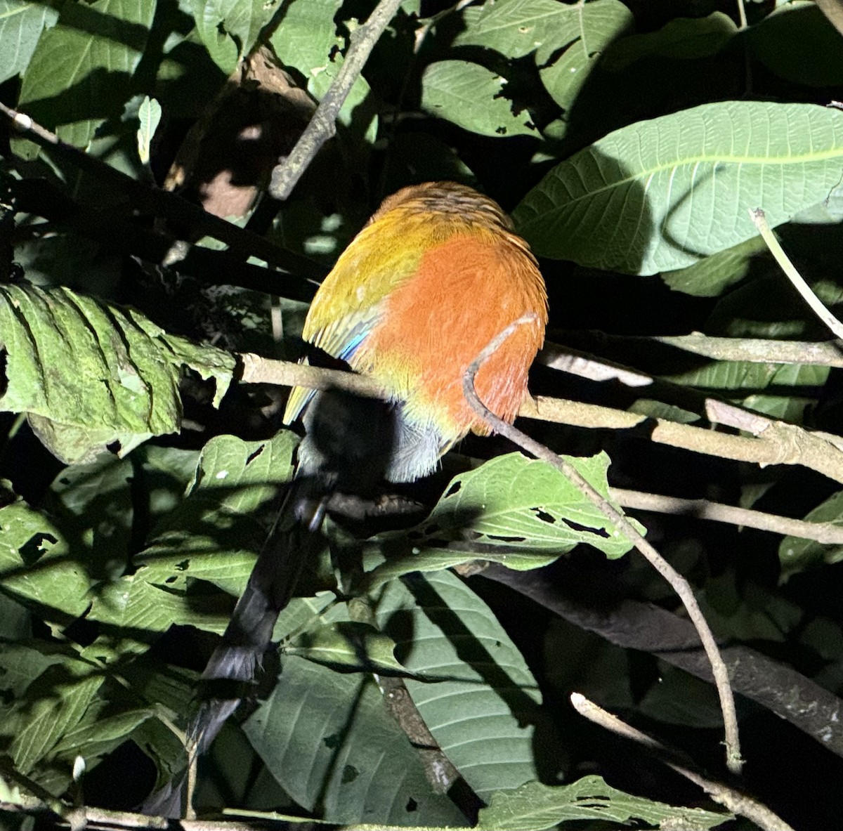 Kızıl Motmot - ML649489938