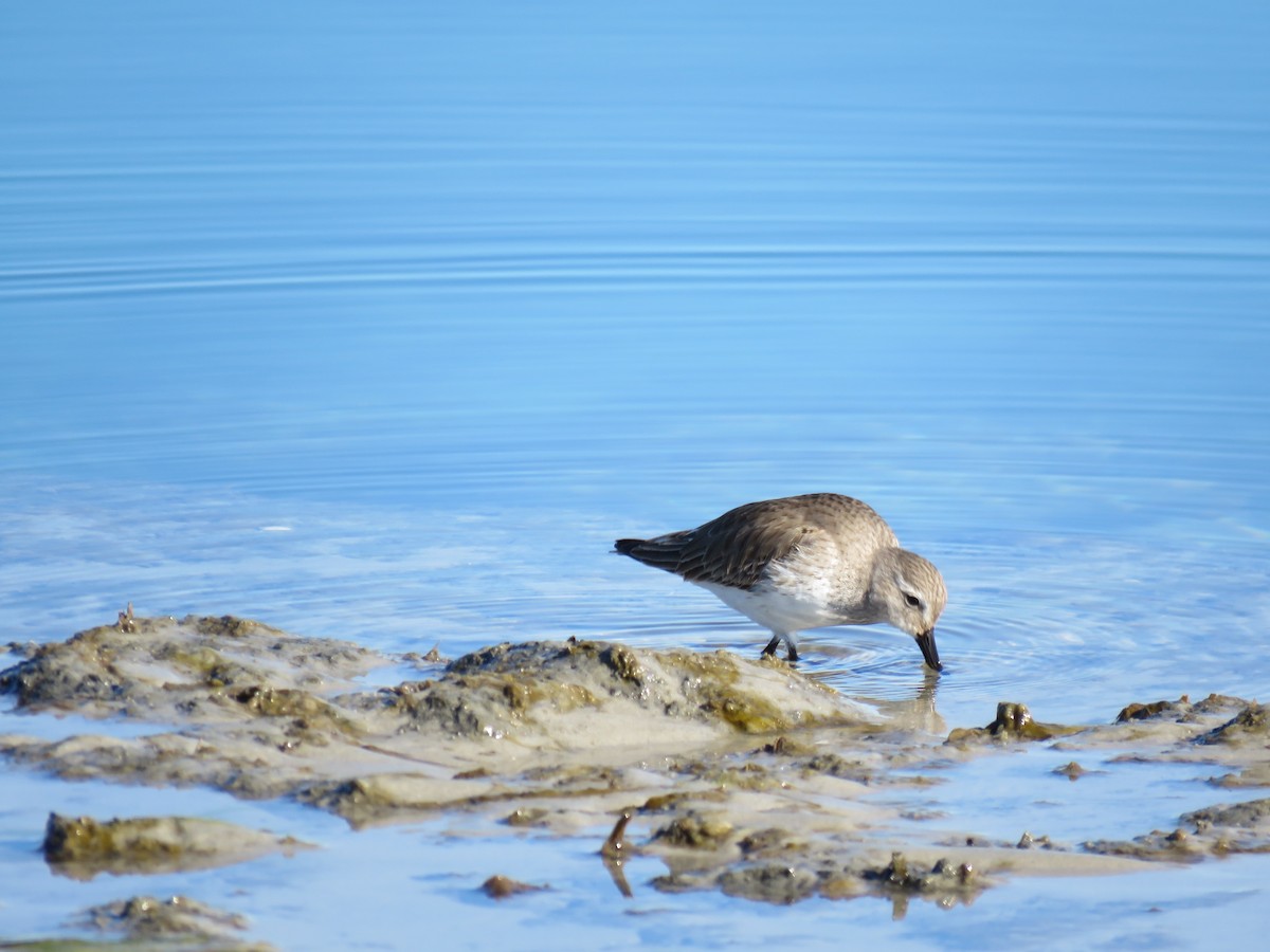 ハマシギ - ML649489957