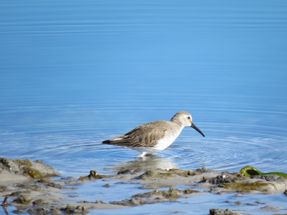 ハマシギ - ML649489958