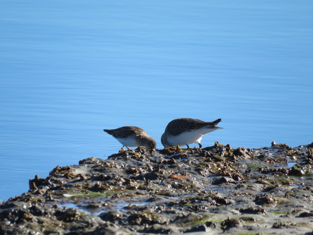 ハマシギ - ML649489959