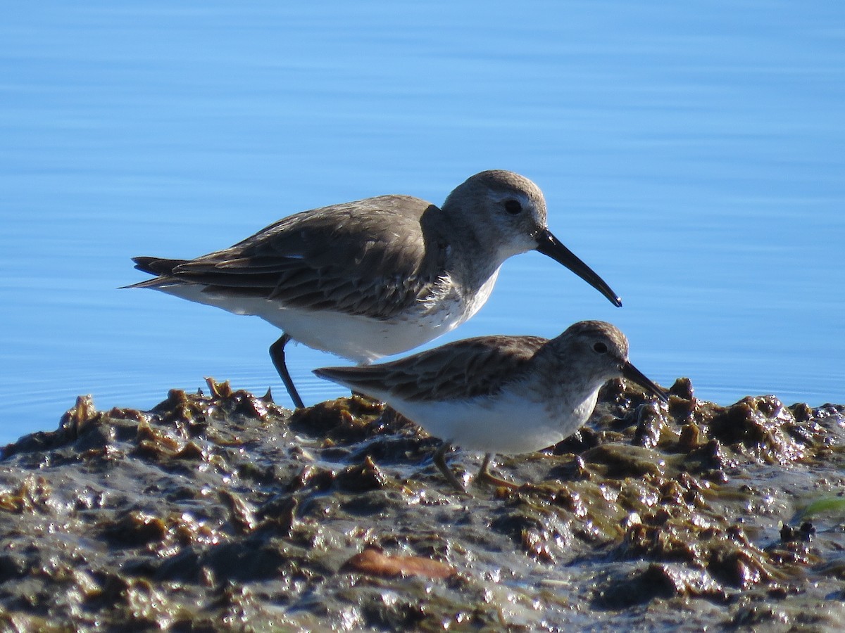 ハマシギ - ML649489961