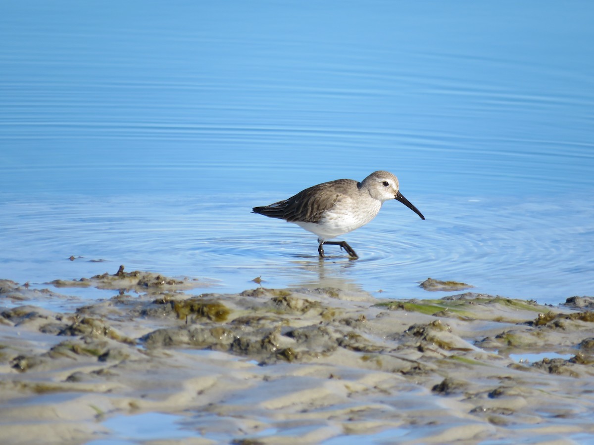 ハマシギ - ML649489962