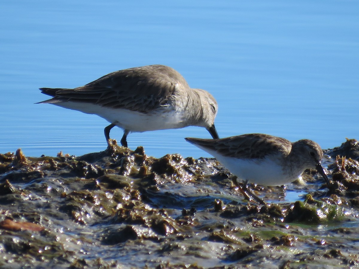 ハマシギ - ML649489963