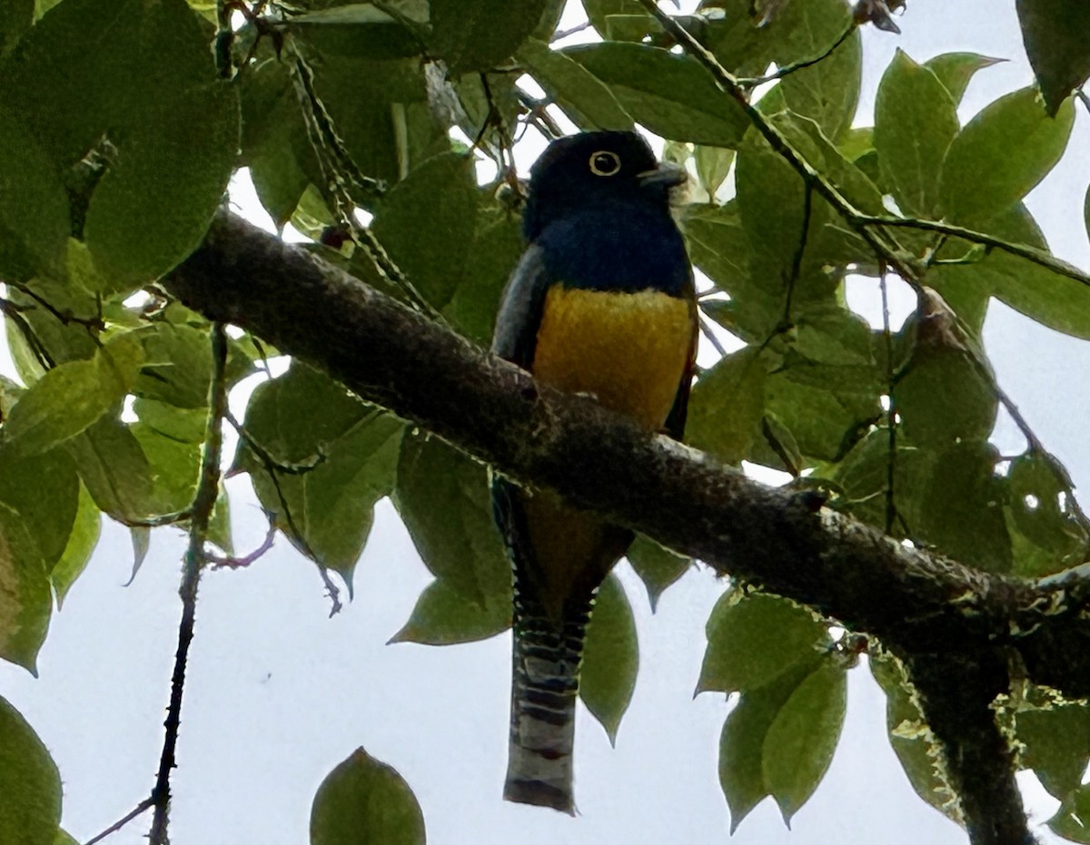 Mor Trogon - ML649490021