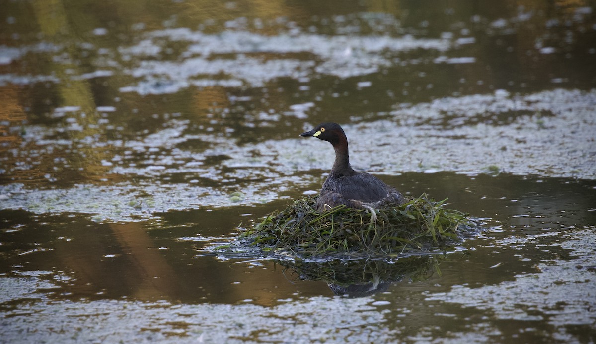 Australasian Grebe - David  Tytherleigh