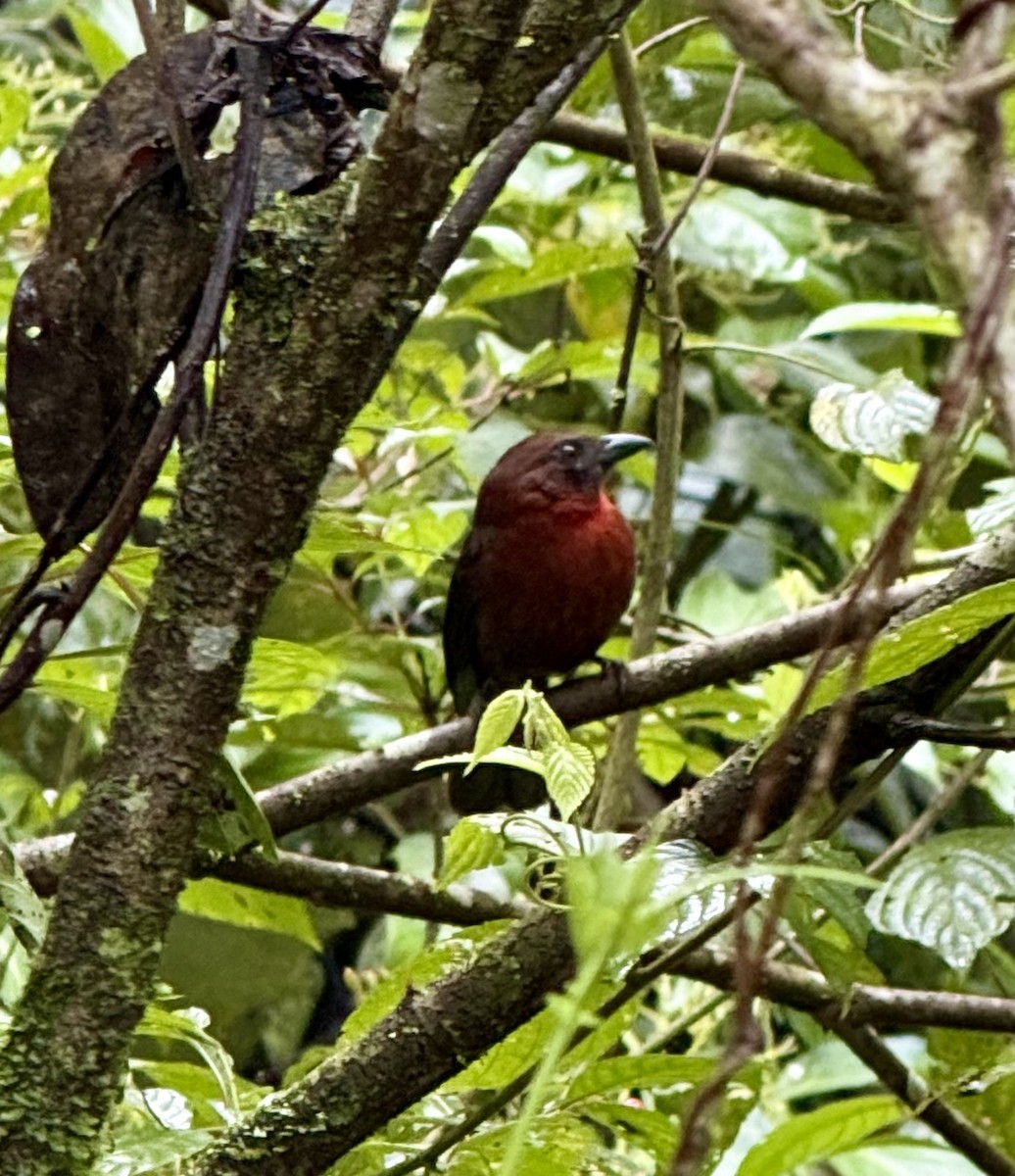 Kırmızı Gerdanlı Karınca Kardinali - ML649490088