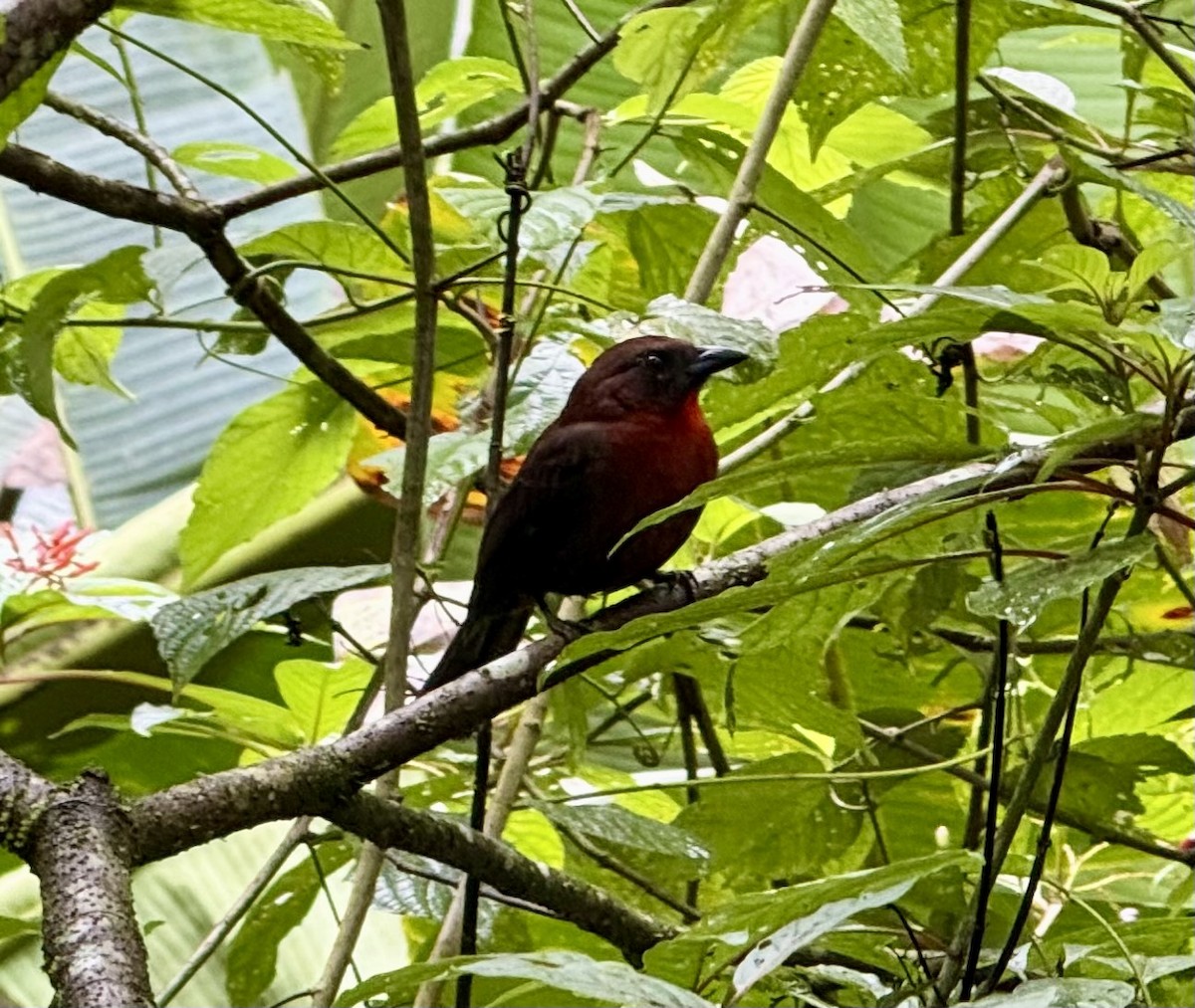 Kırmızı Gerdanlı Karınca Kardinali - ML649490089