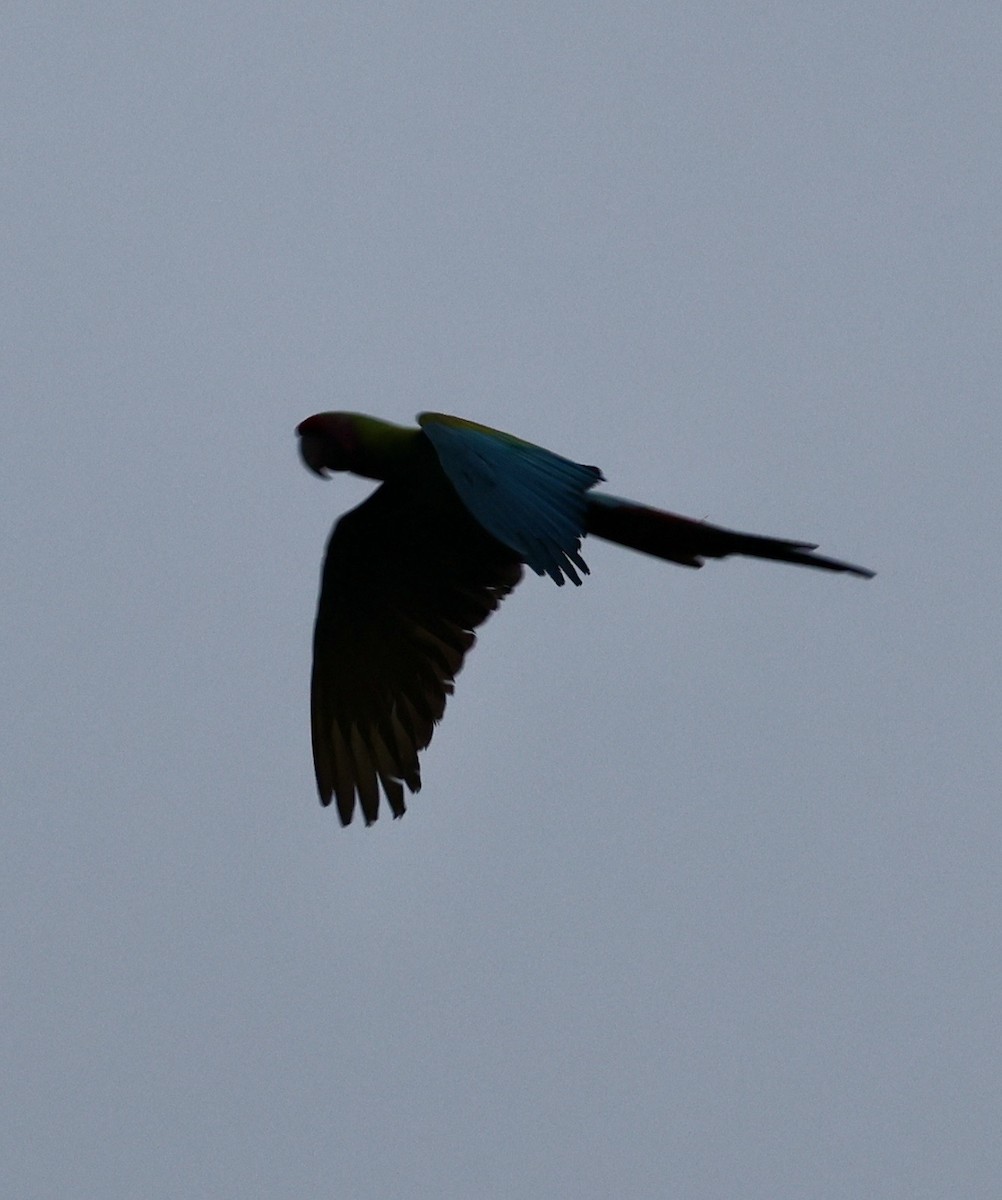 Büyük Yeşil Ara - ML649490098