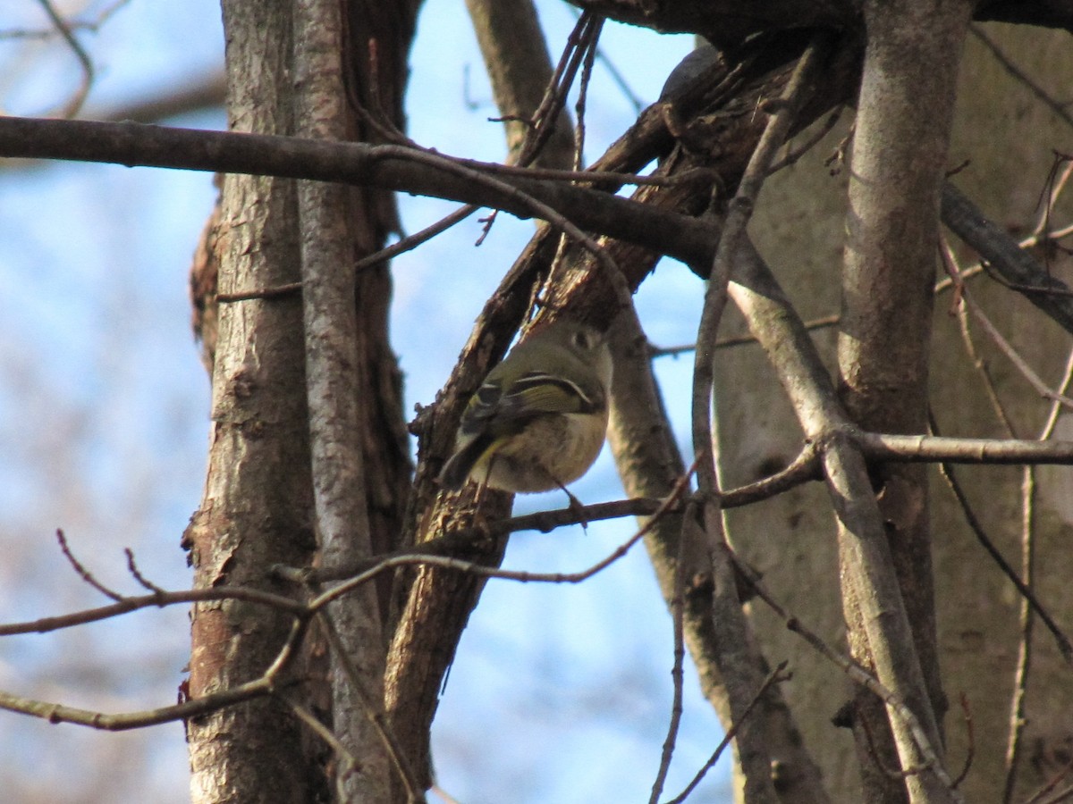 Ruby-crowned Kinglet - ML649490099