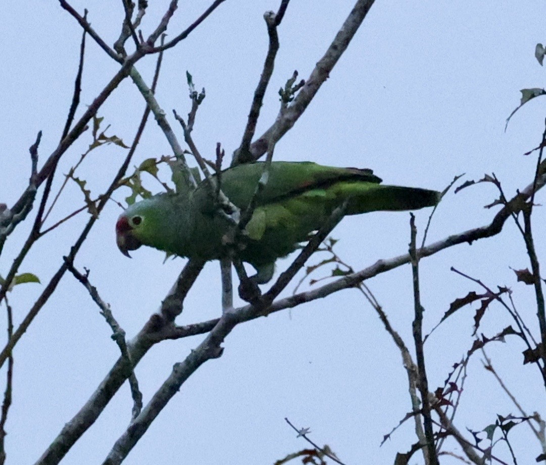 Büyük Amazon - ML649490186