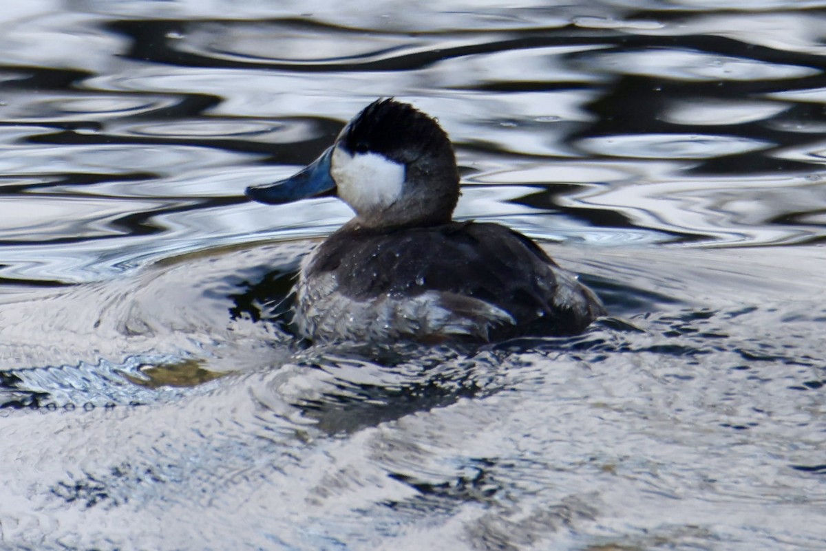 kachnice kaštanová - ML649490241