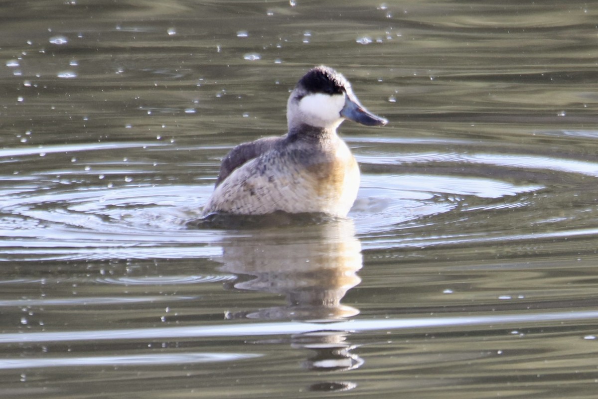 kachnice kaštanová - ML649490242