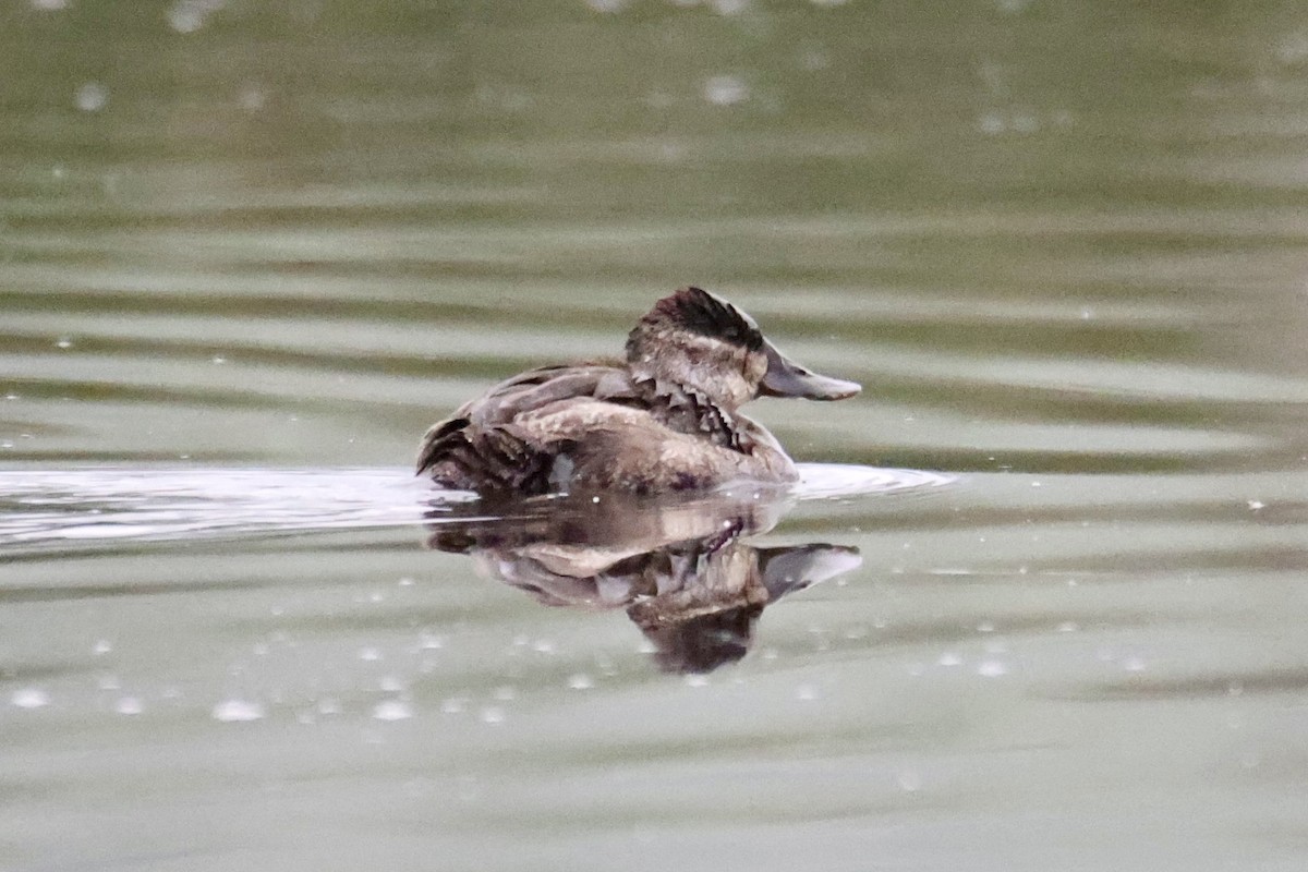 kachnice kaštanová - ML649490377