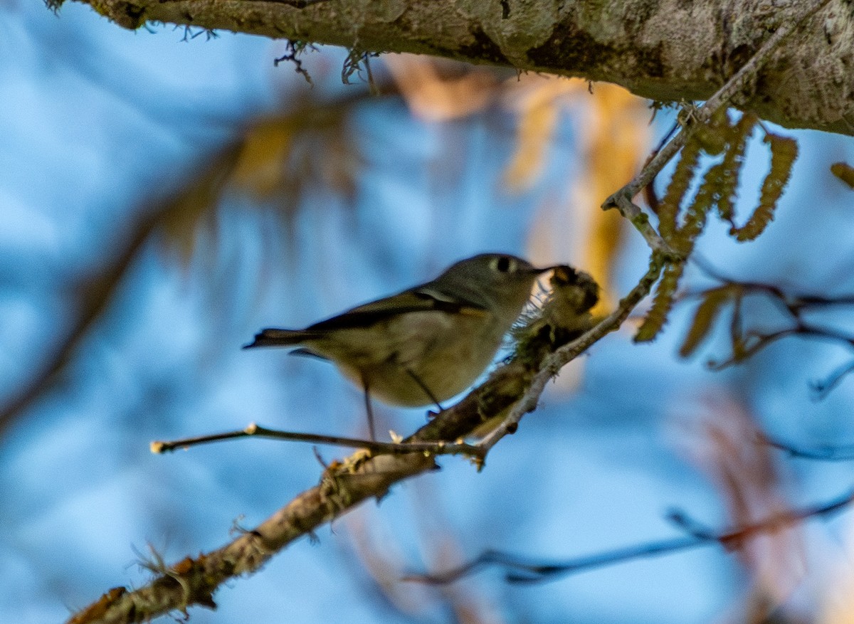 Ruby-crowned Kinglet - ML649490379