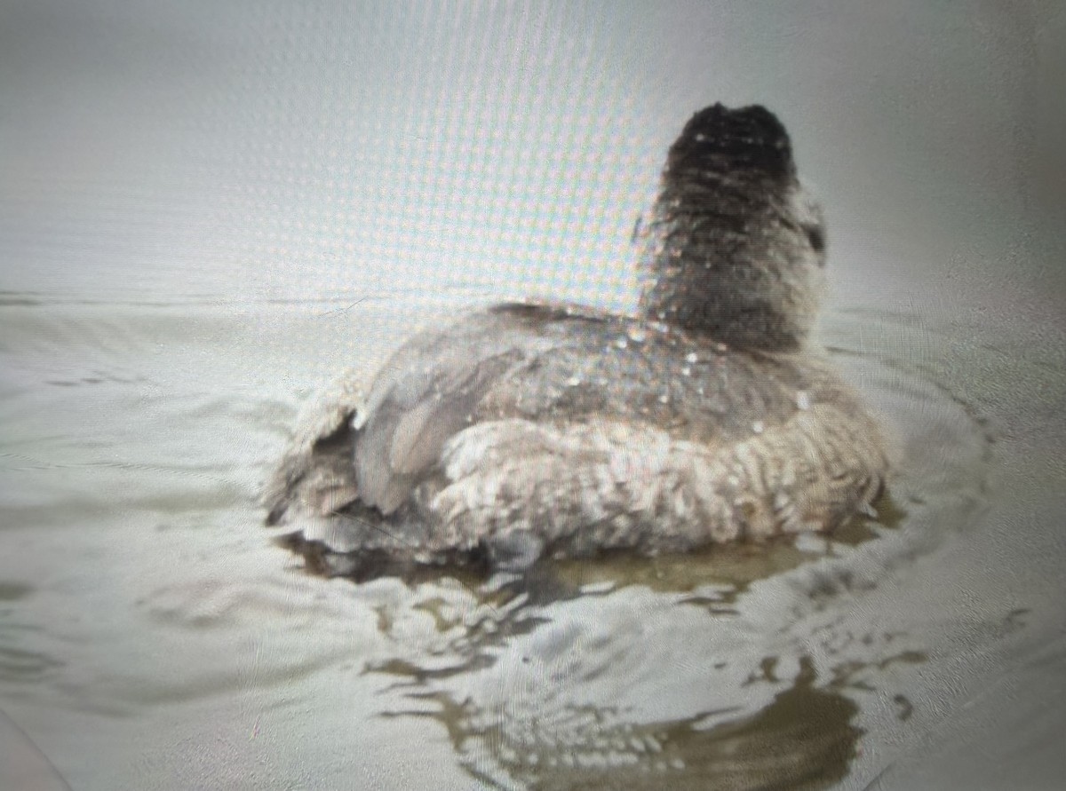 kachnice kaštanová - ML649490518