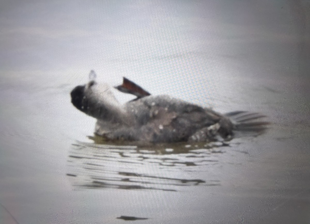 kachnice kaštanová - ML649490547