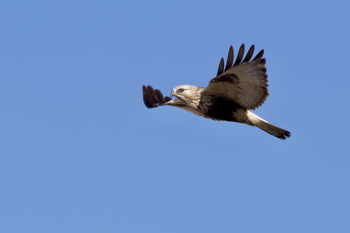 Rough-legged Hawk - Lynn Duncan