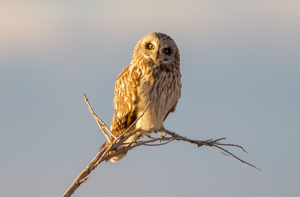 Short-eared Owl - ML649490731