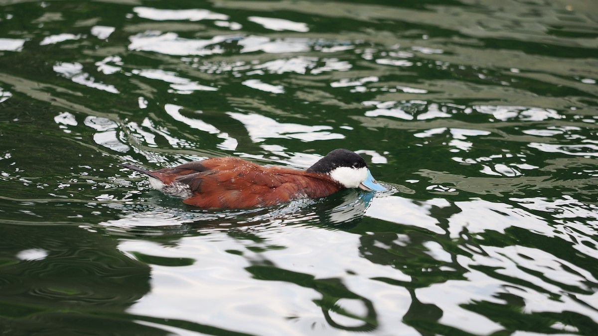 kachnice kaštanová - ML649490957