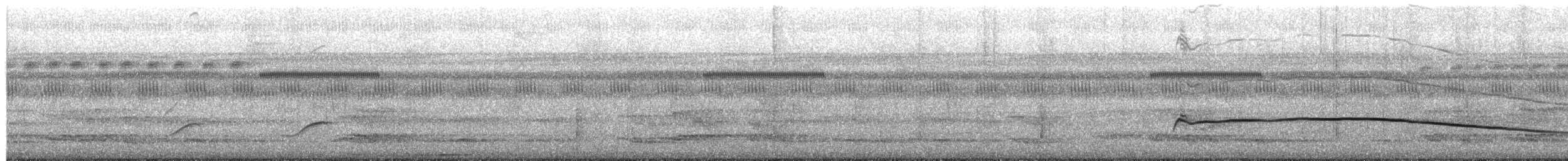 Kıvırcık Hokko - ML649491006