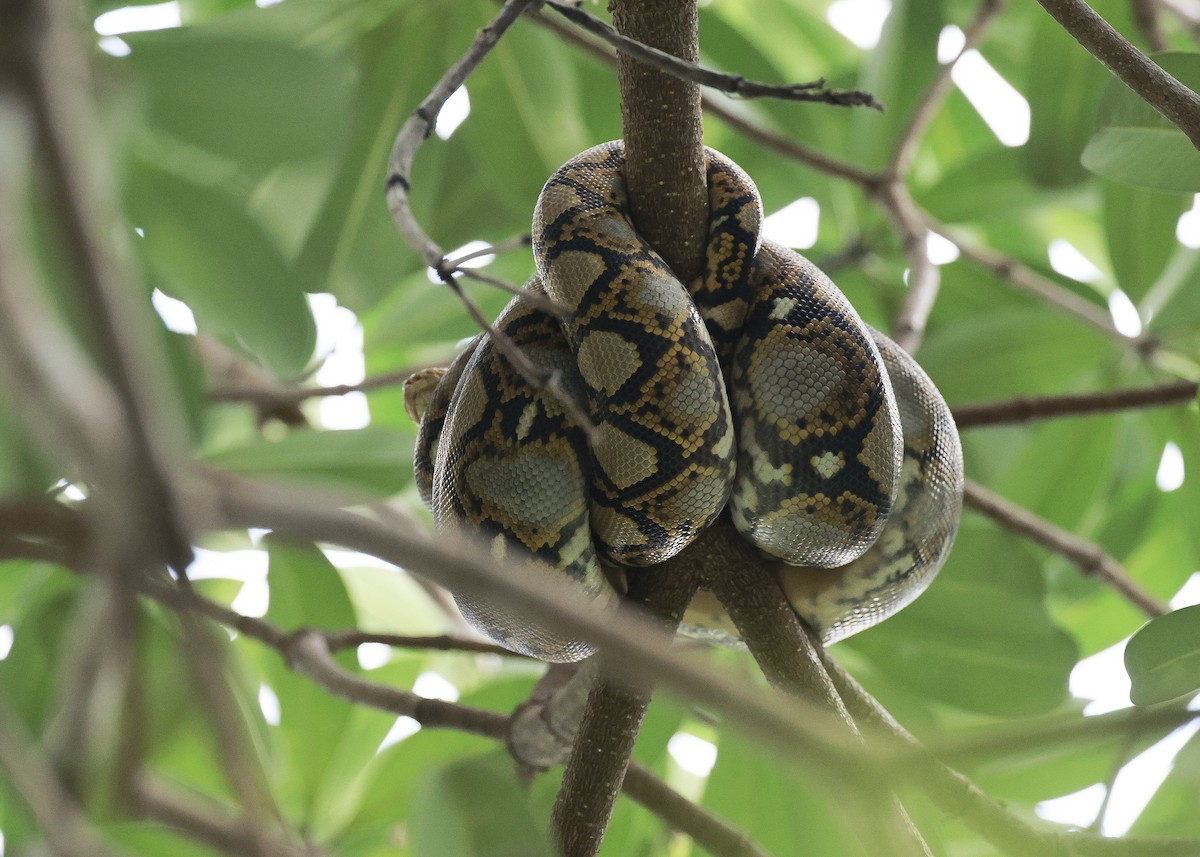 Reticulated Python - ML649491465