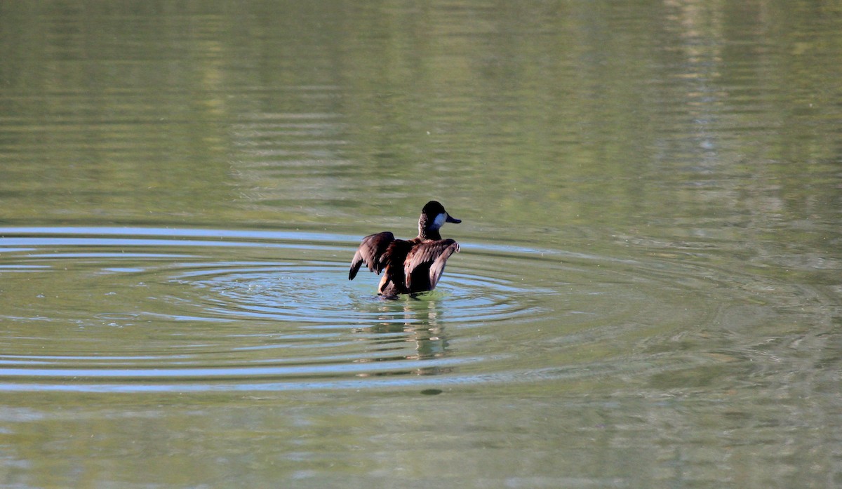 kachnice kaštanová - ML649491831