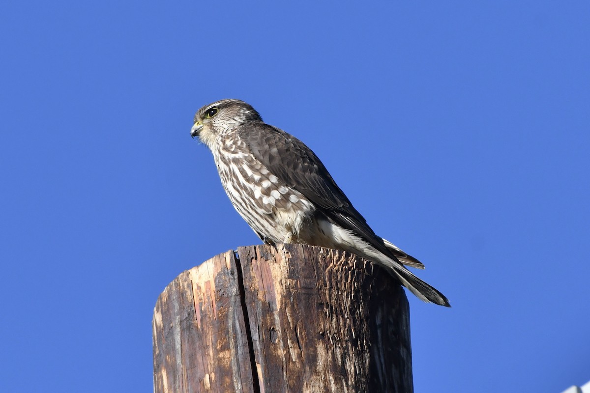 Merlin (Taiga) - ML649491908