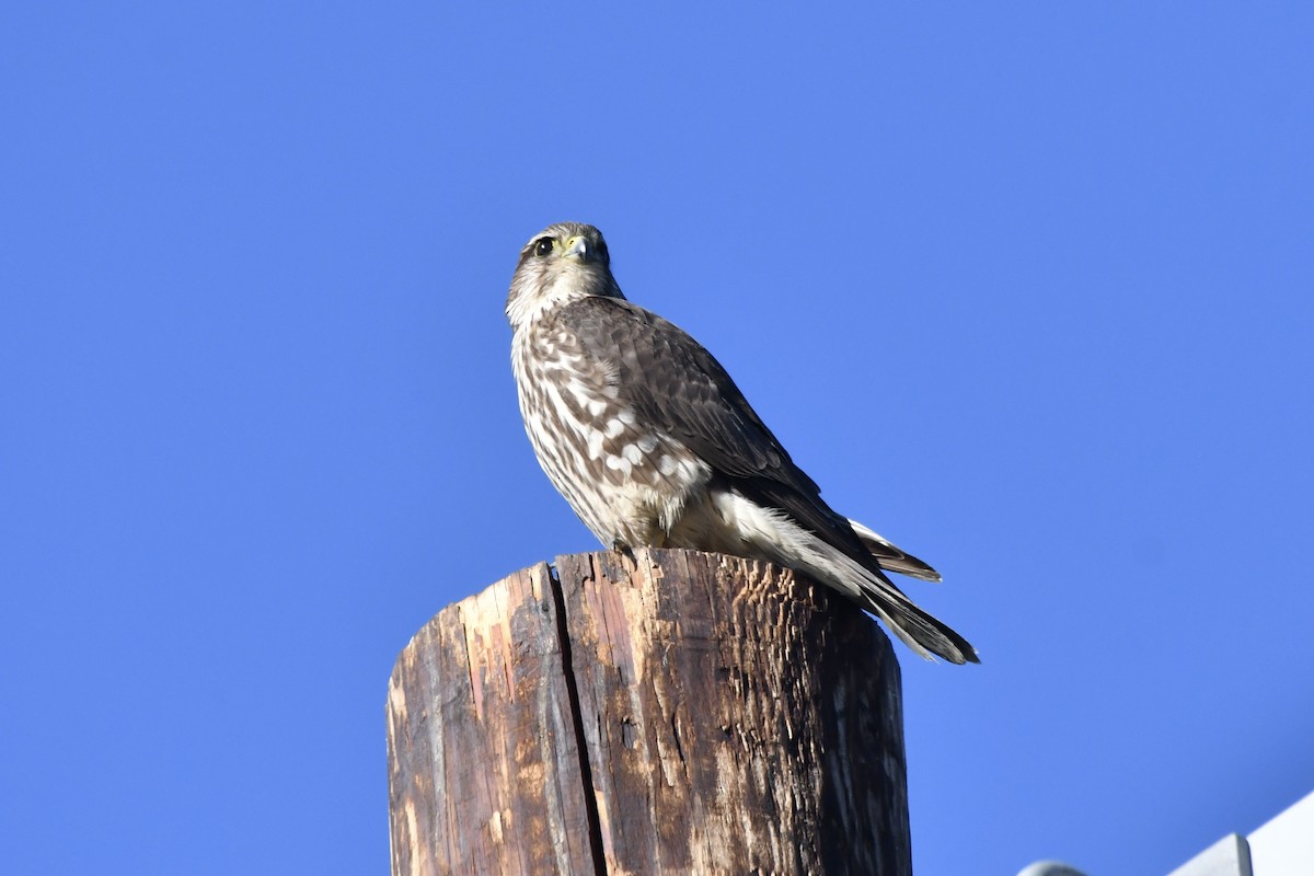 Merlin (Taiga) - ML649491909