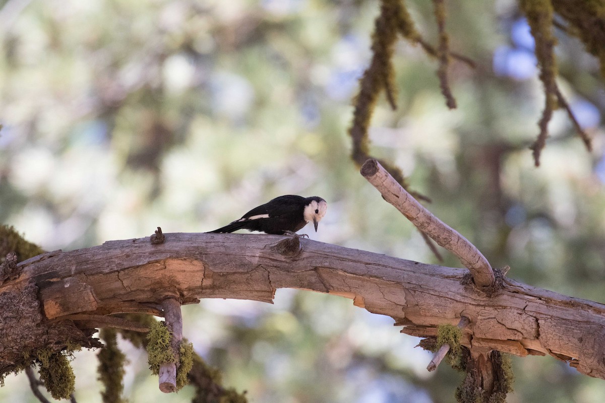 White-headed Woodpecker - Sneed Collard