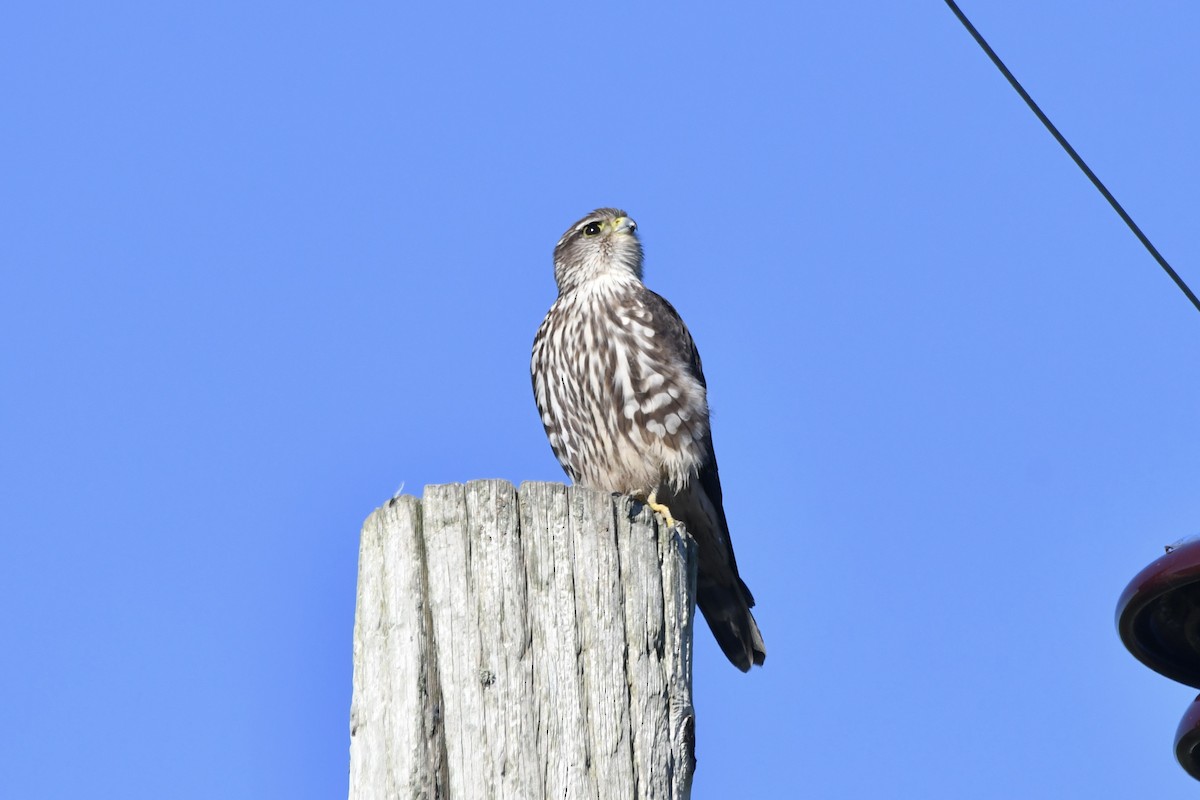 Merlin (Taiga) - ML649491910