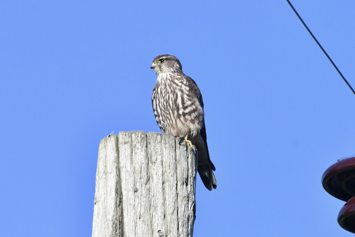 Merlin (Taiga) - ML649491911