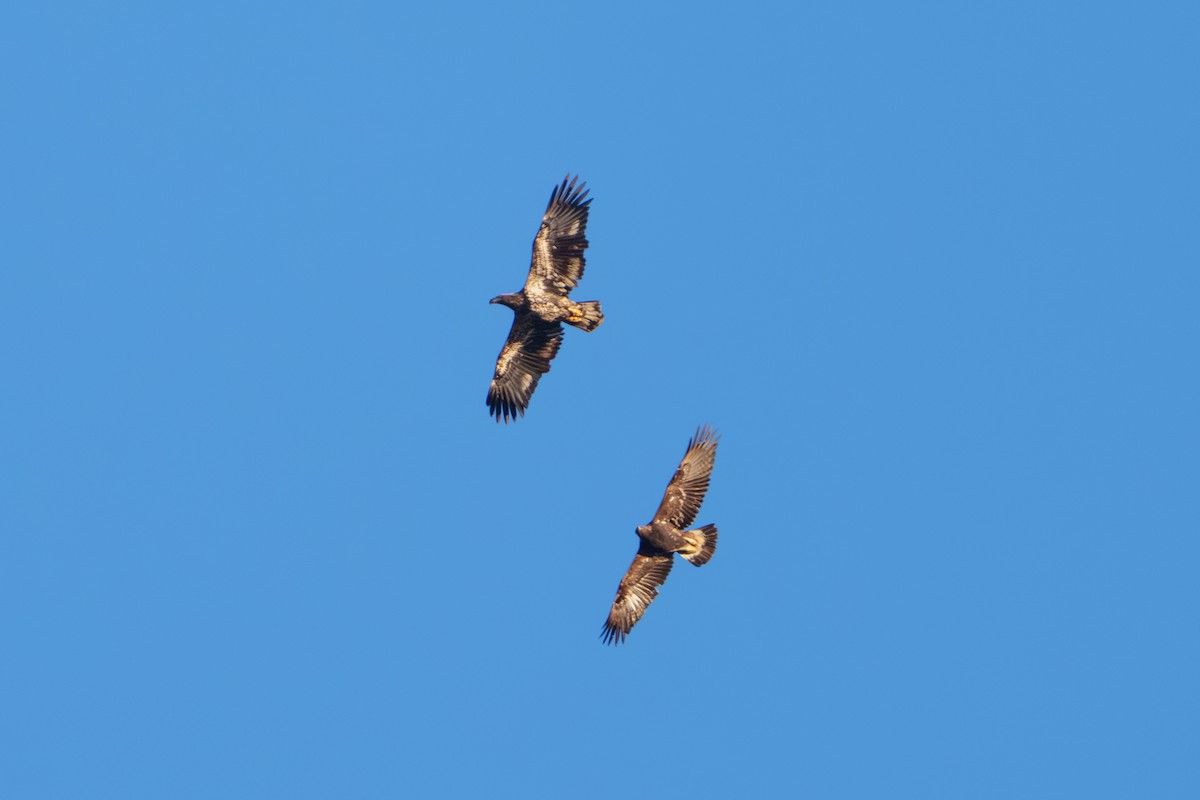 Golden Eagle - ML649492538