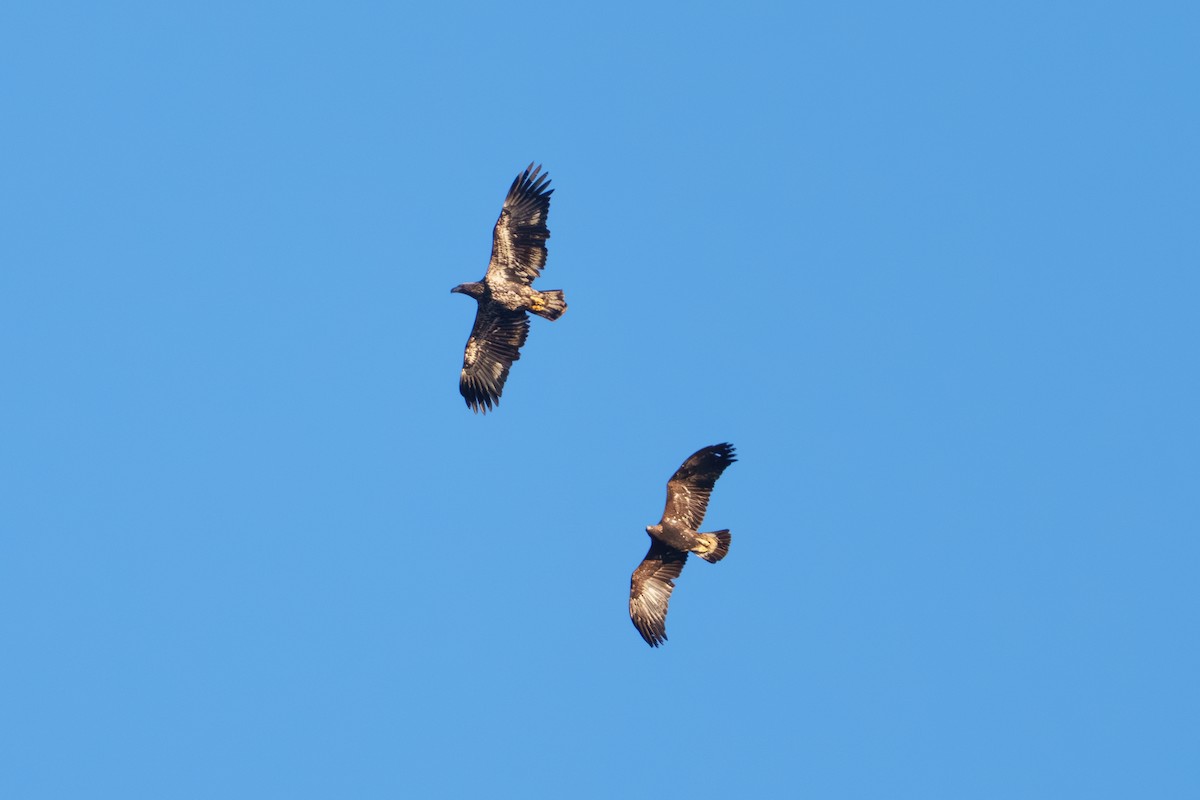 Golden Eagle - Lisa Hansen