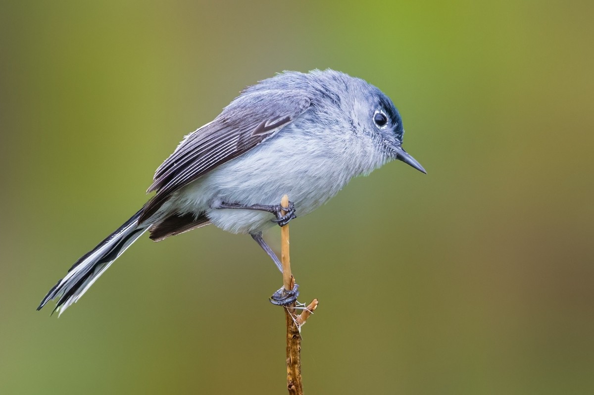 Blue-gray Gnatcatcher - ML649492558