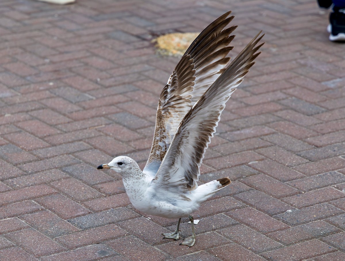 Ring-billed Gull - ML649492563
