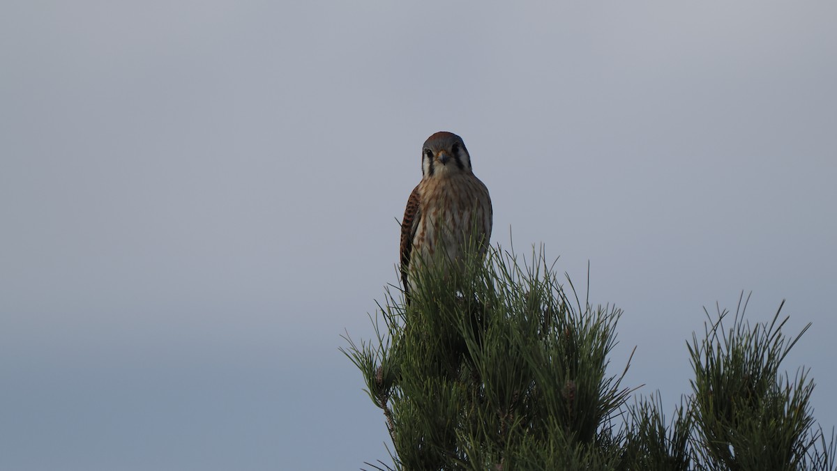 American Kestrel - ML649492565