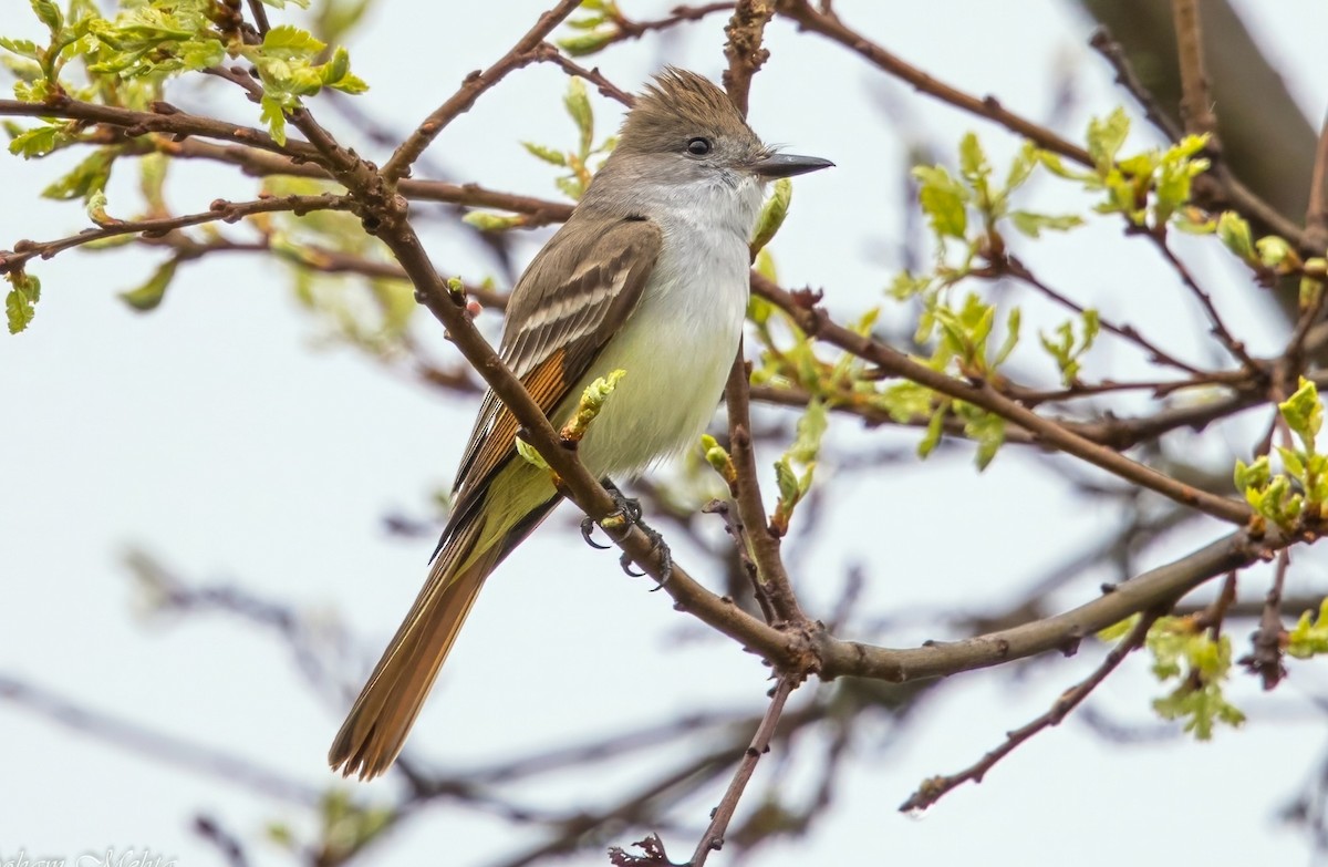 Ash-throated Flycatcher - ML649492572