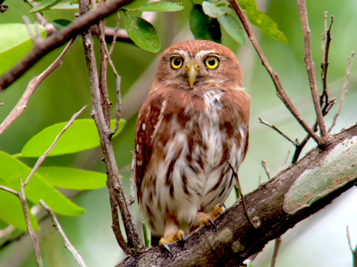 Kızıl Renkli Serçe Baykuşu - ML649492617