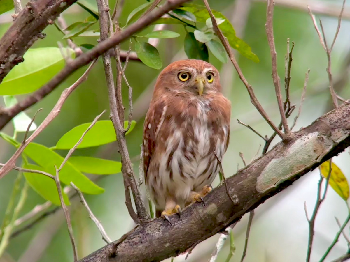 Kızıl Renkli Serçe Baykuşu - ML649492618