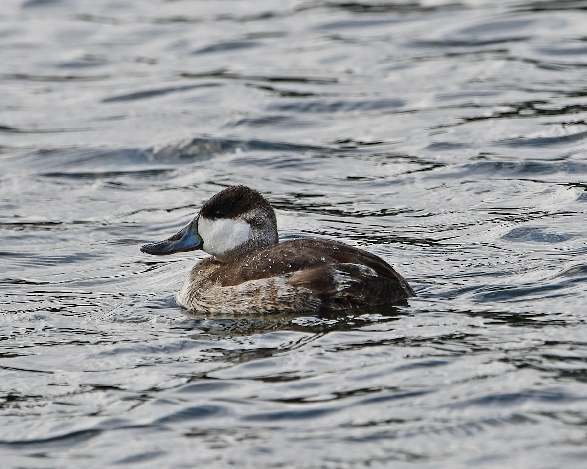 kachnice kaštanová - ML649493576