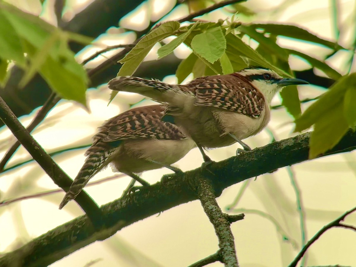 Kızıl Sırtlı Çıtkuşu - ML649493618