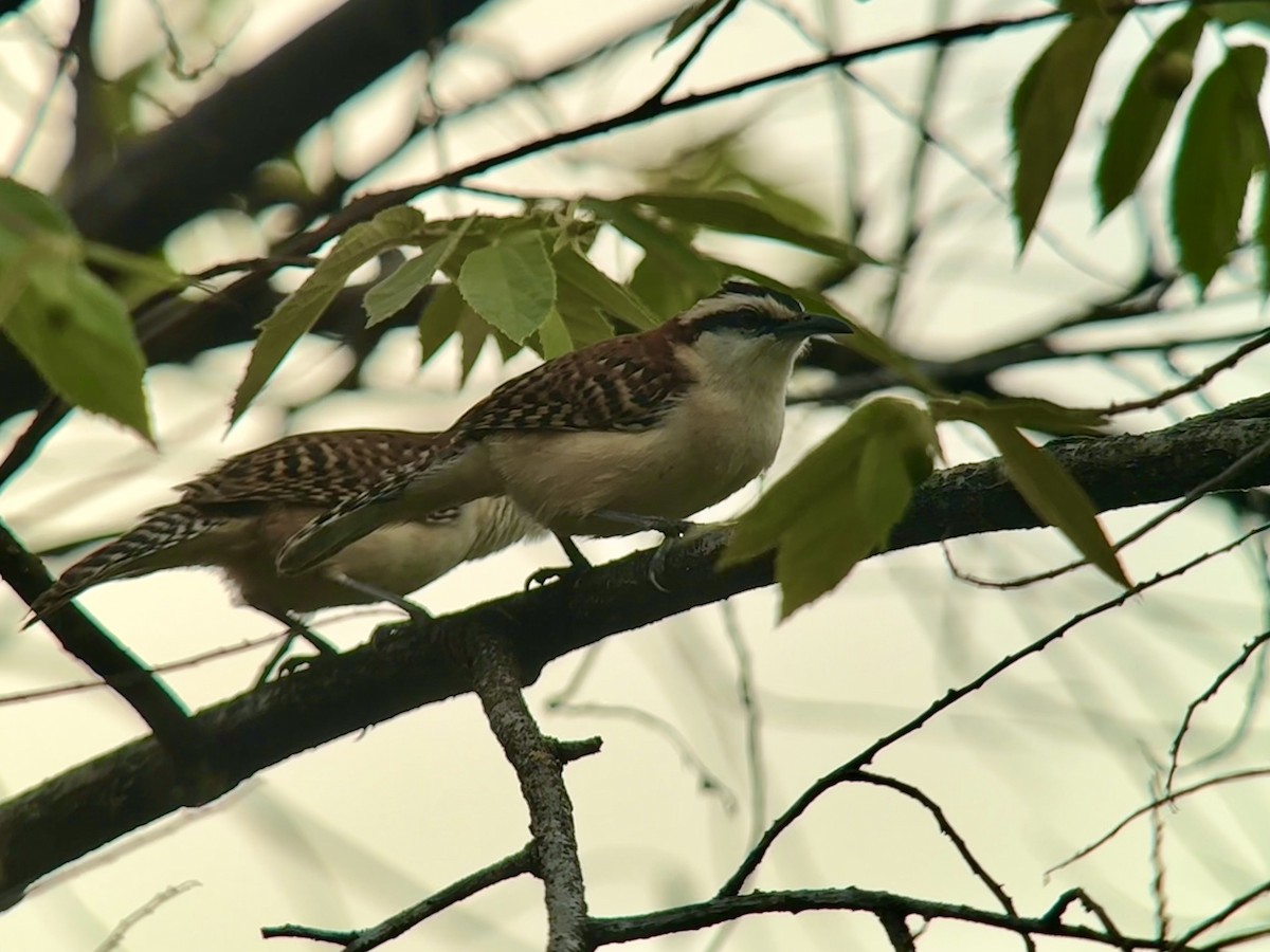 Kızıl Sırtlı Çıtkuşu - ML649493619