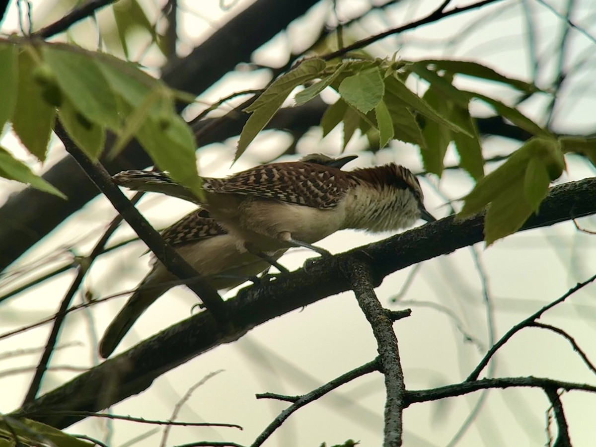 Kızıl Sırtlı Çıtkuşu - ML649493620