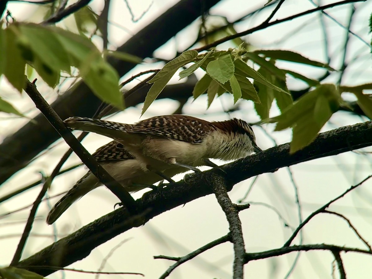 Kızıl Sırtlı Çıtkuşu - ML649493621