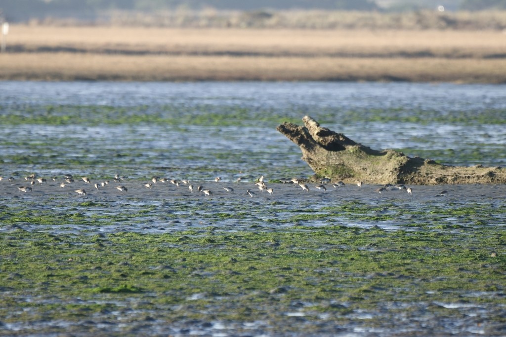 ハマシギ - ML649493672