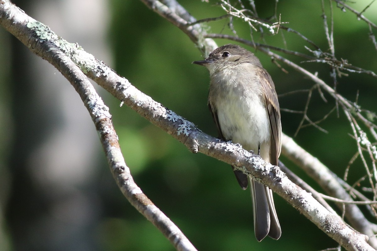 Eastern Phoebe - ML64949401