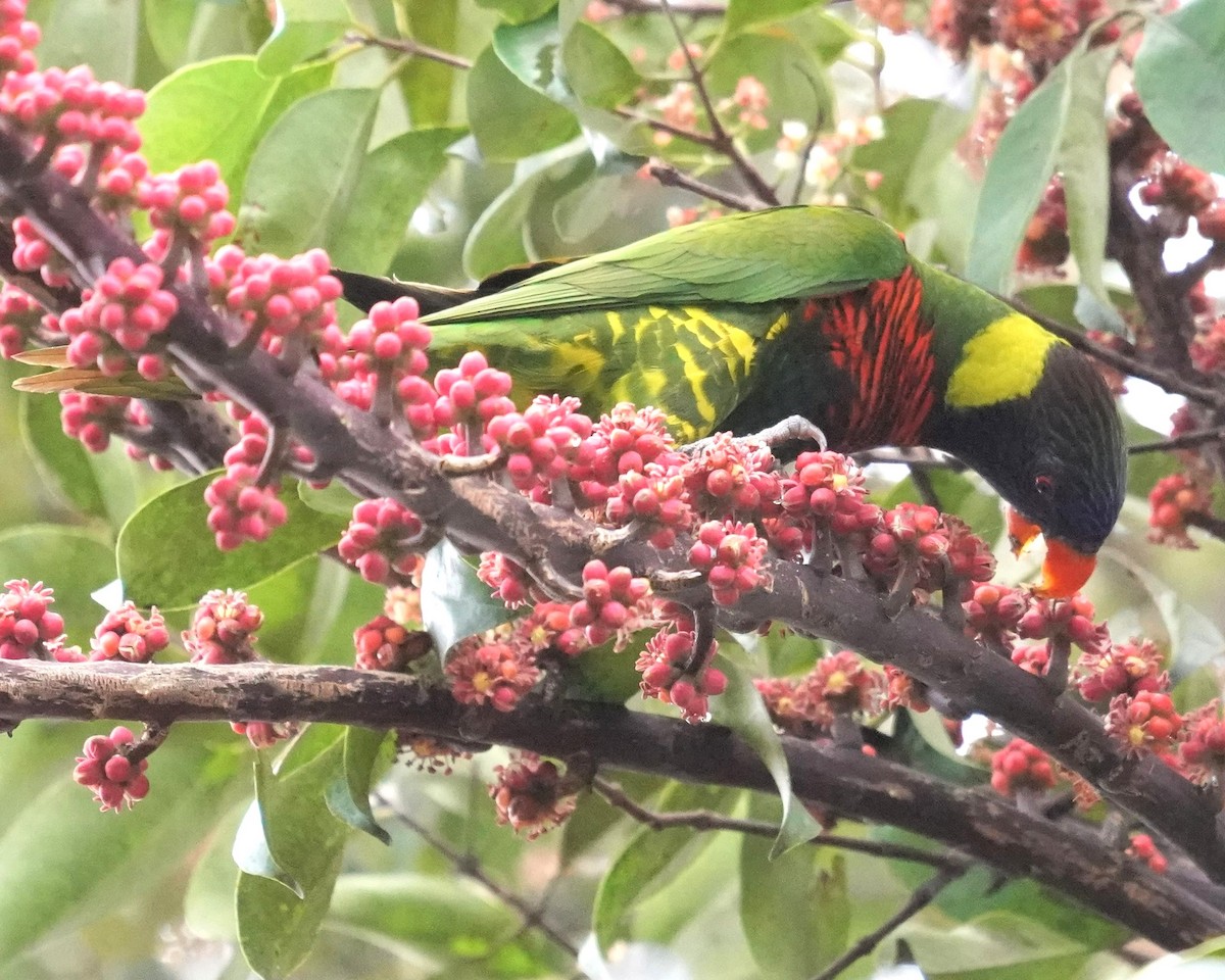 Coconut Lorikeet - ML649494370